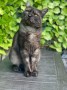 Balu (6)